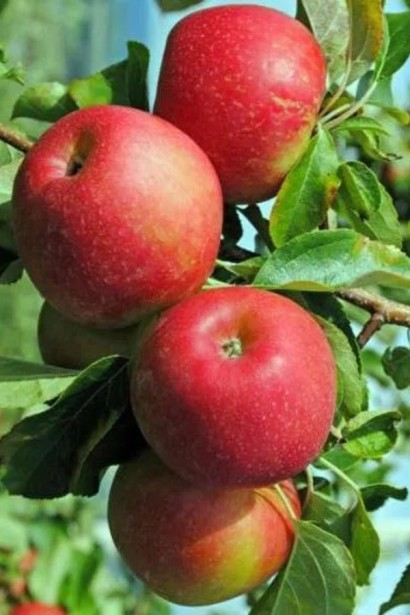 Яблуня ‘Горець’ (Джонагоред)|Malus domestica ‘Horets’ Яблоня|‘Горец’ (Джонагоред)